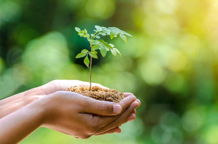 Deux mains collées tenant une pousse d'arbre